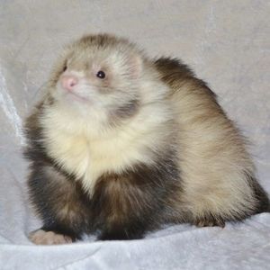 Meet your Posher, Elizabeth